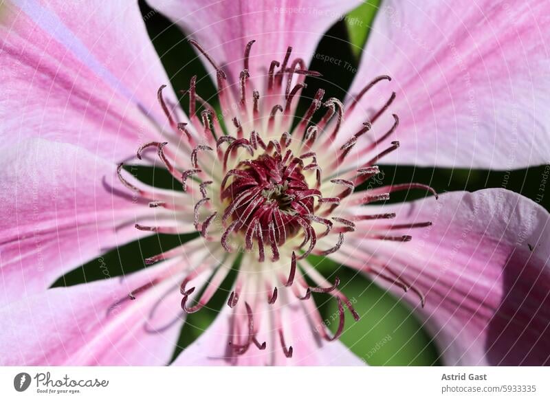 Nahaufnahme von einer rosa-pinken Clematis blume blüte lila clematis sommer frühling blühen clematis blüte nahaufnahme makro pflanze garten schönheit inneres