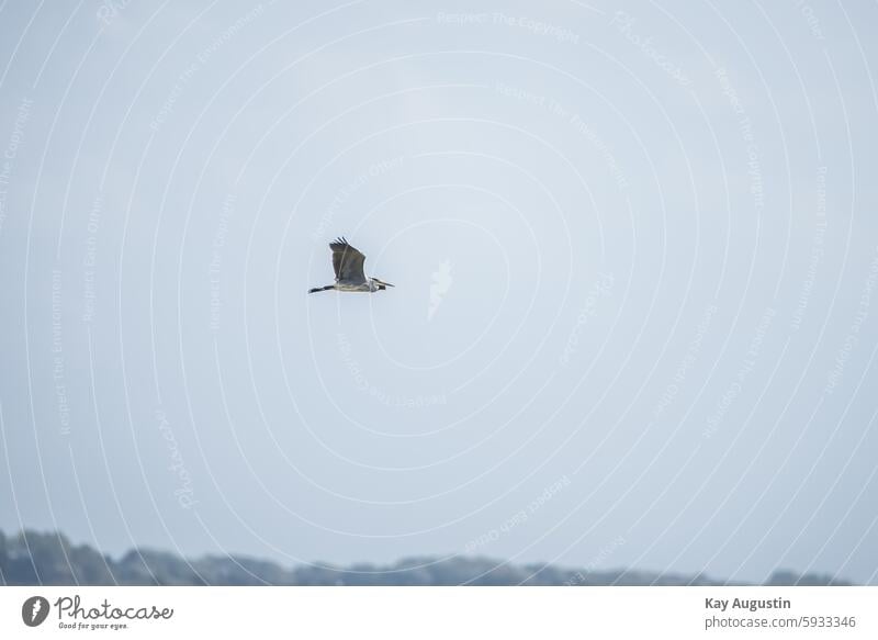 Graureiher Ardea cinerea Fischreiher im Flug Pelecaniformes Flugbild Reiher Vögel Aves Vogelschutzgebiet Flügelspannweite Vogelwelt Körperlänge Tagreiher