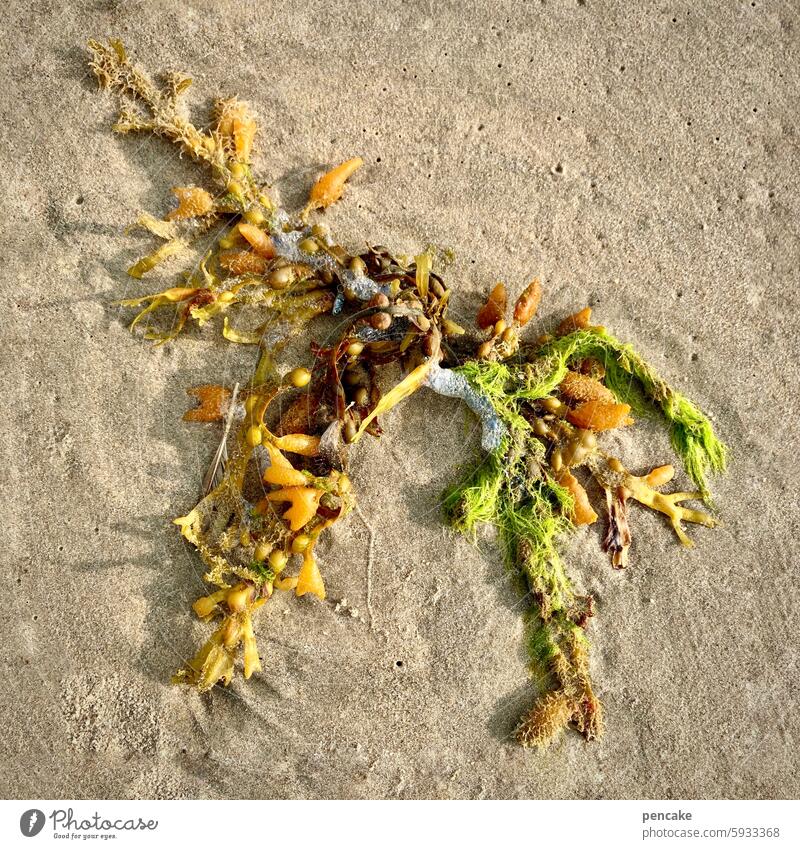 strandfood Nordsee Strand Algen angeschwemmt Meer Sand Strandgut Ferien & Urlaub & Reisen Sommer Wasser Dänemark Biotop Natur Küste