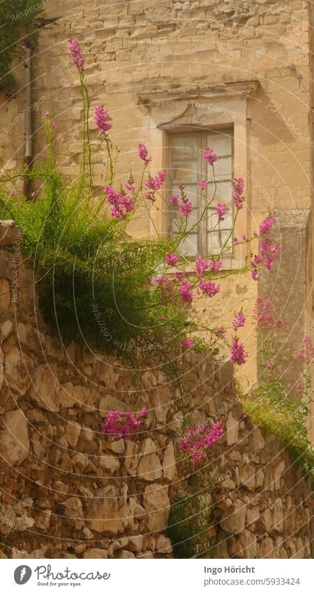 Wilde rosa Löwenmäulchen, die auf einer alten Mauer aus Natursteinen wachsen. Dahinter eine Außenmauer und ein Fenster der Kathedrale von Gaeta (Italien) Kirche