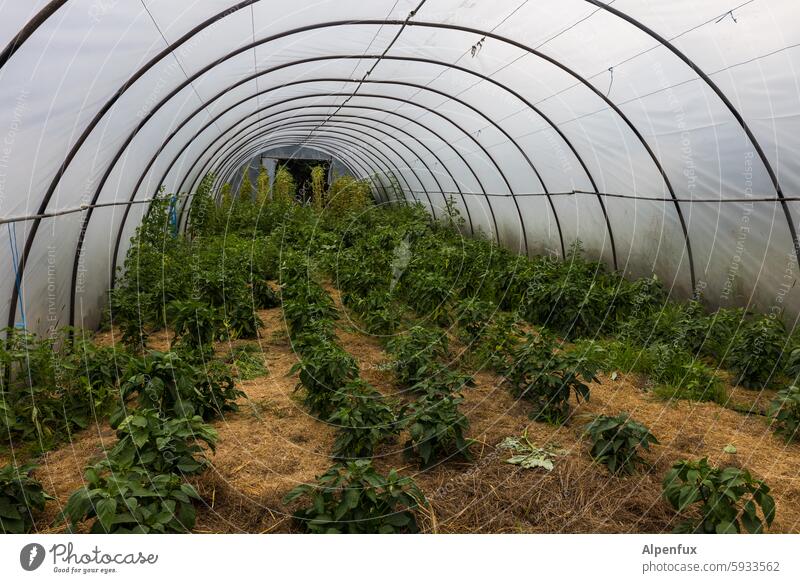 Paprika Gewächshaus Gewächshaustunnel Landwirtschaft Pflanze Lebensmittel anbauen Wachstum Gemüse natürlich organisch Ernährung Garten frisch Ackerbau Ernten