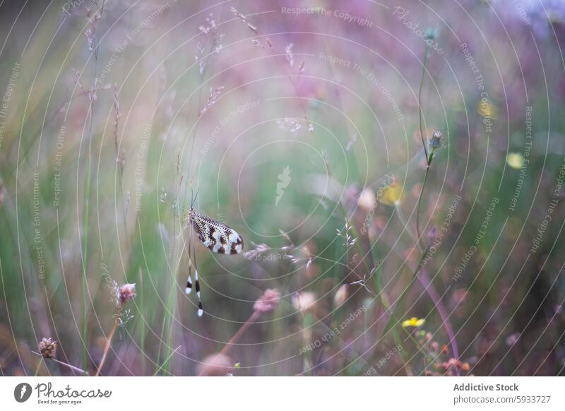 Nemoptera bipennis inmitten einer himmlischen Wiese Florfliege Insekt Natur filigran wild Gras Gelassenheit Flügel Muster Sitzgelegenheit ätherisch im Freien