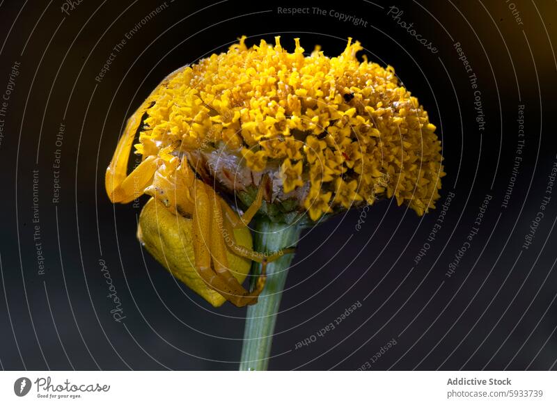 Krabbenspinne auf einer gelben Blüte gegen Schwarz Mimikry Tarnung gelbe Blume Goldrutenkrabbenspinne Misumena Vatia Nahaufnahme Makro Spinnentier Raubtier