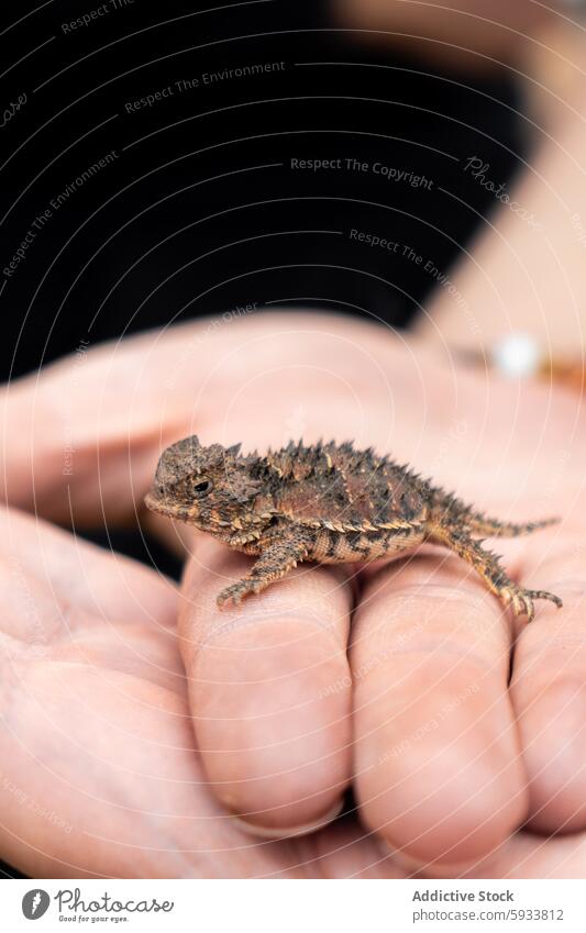 Gehörnte Eidechse, die auf einer menschlichen Hand ruht, in Nahaufnahme Horneidechse menschliche Hand Reptil Tierwelt Textur Spitze Komfort Handfläche Natur