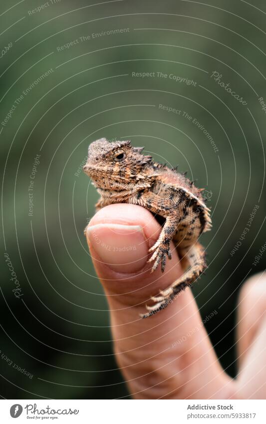 Nahaufnahme einer kleinen Horneidechse, die auf einem menschlichen Finger hockt Tierwelt Natur Reptil menschliche Hand Detailaufnahme Textur Haut Auge wach