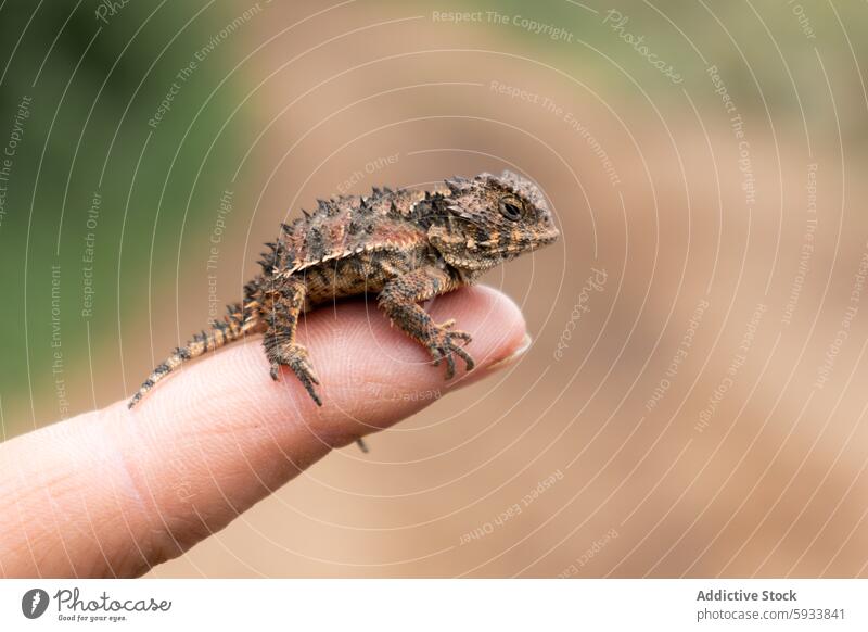 Nahaufnahme einer texturierten Horneidechse auf einer menschlichen Fingerspitze Lizard Fingerkuppe Textur stachelig Natur Tierwelt Reptil Makro