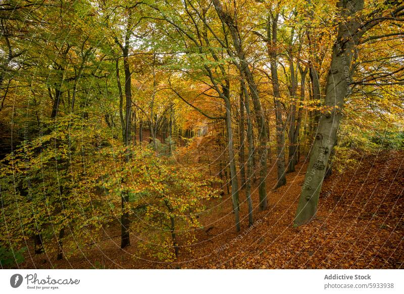 Herbstliche Waldlandschaft mit leuchtenden Blättern Landschaft Bäume Natur warm Farbtöne pulsierend Waldgebiet Saison ruhig Laubwerk Gelassenheit Ansicht