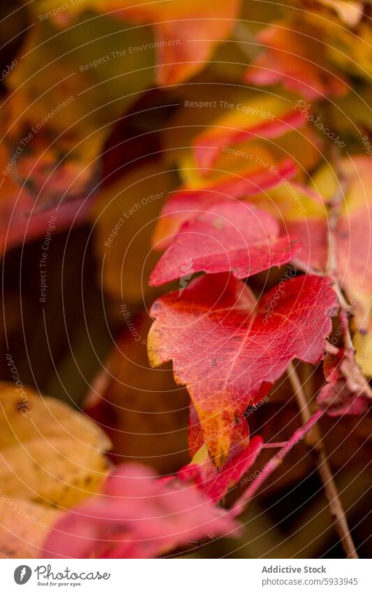 Herbstblätter im Weichzeichner, ländlicher Charme Blatt rot Landschaft fallen pulsierend Natur Saison Laubwerk weich Fokus Textur Farbe Überleitung