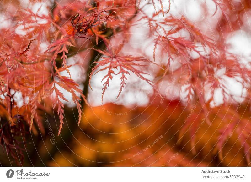 Herbstliche Farben der Ahornblätter auf dem Land Blatt Nahaufnahme rot warm Farbtöne Landschaft Saison Natur Schönheit kompliziert Laubwerk fallen Baum Pflanze