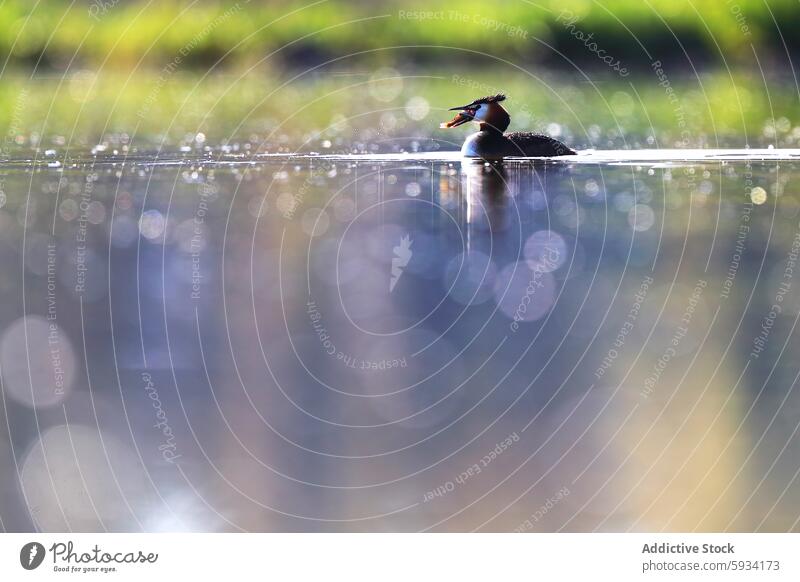 Haubentaucher mit Beute auf der Wasseroberfläche Vogel Podiceps cristatus See Fisch Natur Tierwelt Feder Schnabel aquatisch Schwimmsport füttern