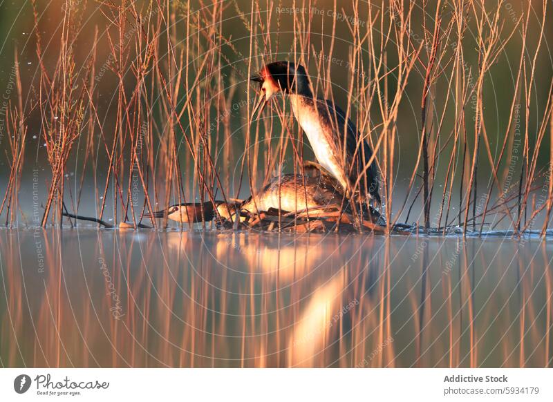 Haubentaucherpaar in seinem natürlichen Lebensraum bei Sonnenaufgang Podiceps cristatus Vogel Tierwelt Natur Wasser See Schilfrohr goldene Stunde Nest Zucht