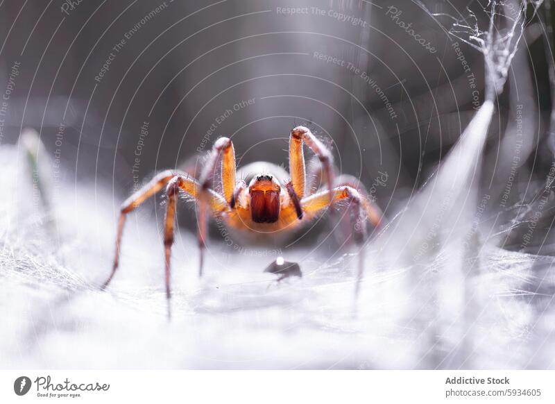 Agelena labyrinthica Spinne in einer detaillierten Szene Netz Nahaufnahme Makro Detailaufnahme Textur Natur natürlicher Lebensraum Insekt Spinnentier Tier