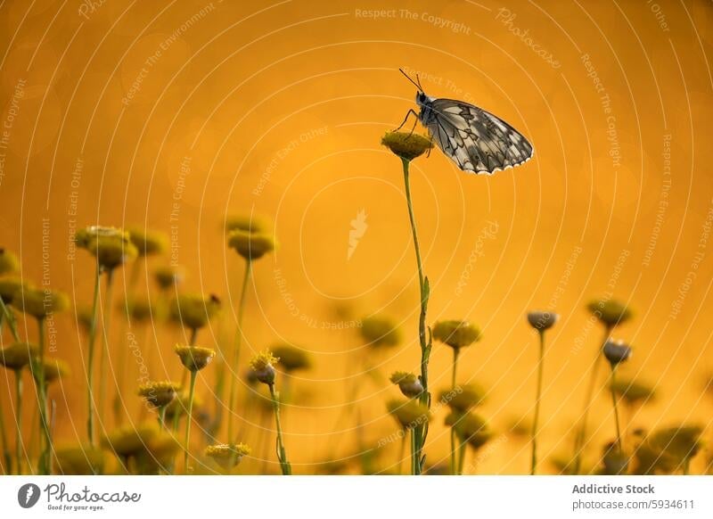 Marmorierter weißer Schmetterling auf einer Wildblume im goldenen Licht sitzend marmorierter weißer Schmetterling Melanargia lachesis goldenes Licht Natur Makro