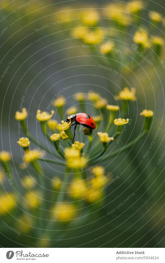 Marienkäfer auf Dillblüten in Nahaufnahme Blume Makro Fotografie Natur Insekt Pflanze gelb rot grün Detailaufnahme Tierwelt Garten Sommer Entomologie Käfer