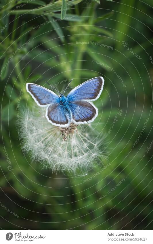 Nahaufnahme eines blauen Schmetterlings auf einem Löwenzahn Makro Fotografie Natur Insekt pulsierend filigran Flügel Muster gehockt Tierwelt Grün Flora Fauna