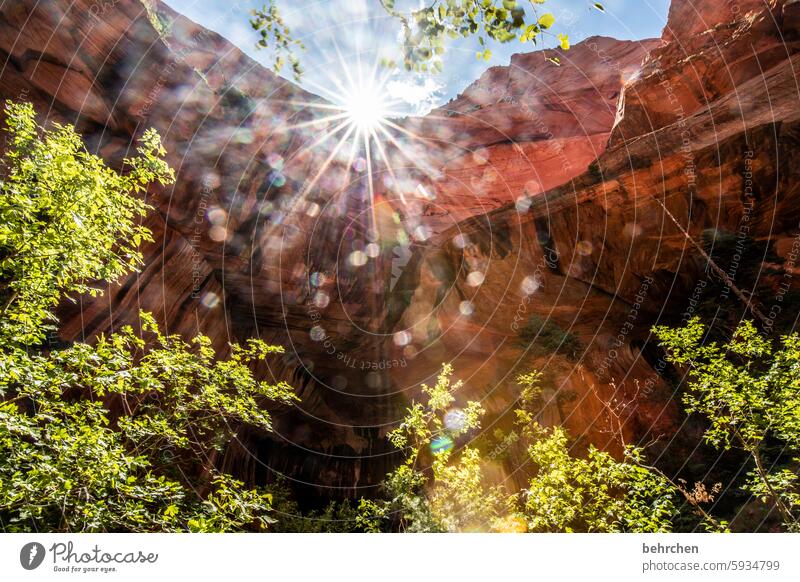 sonnenstern für christine Wald USA Bäume Amerika reisen Landschaft Berge u. Gebirge Sonnenlicht Sonnenstern Licht Himmel Felsen Ferien & Urlaub & Reisen Natur