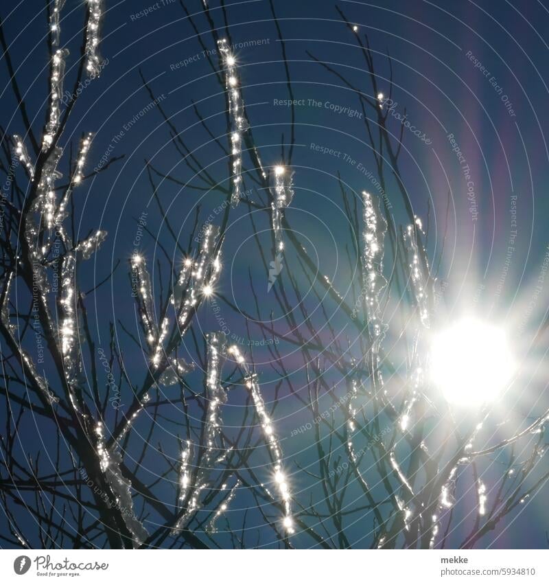 Wintererwachen Eis Baum Ast Frost gefroren Zweig kalt Natur frieren Eiskristall Wintertag Winterstimmung Kälte Jahreszeiten Wetter winterlich Klima frostig