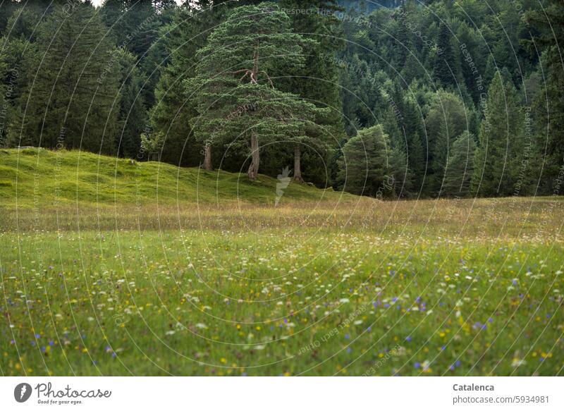 Blumenwiese, Nadelholzwald Natur Tag Umwelt Landschaft Tageslicht wandern Gras Wiese Kiefer Tanne Fichte Baum Pflanze Wald Hügel Holz Grün blühen Waldsaum