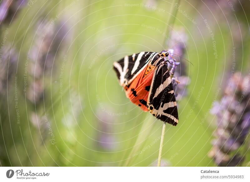 Noch ein russischer Bär Lila Grün Orange Tageslicht Schwache Tiefenschärfe Makroaufnahme Tierporträt Flügel Lavendel Blüte Pflanze Sommer Garten