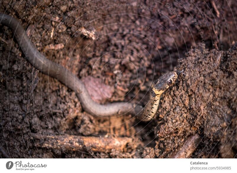 Eine kleine Ringelnatter auf dem Kompost Natur Fauna Tier Reptil Schlange wild Natter Tierwelt Tag Tageslicht Braun Sommer Garten