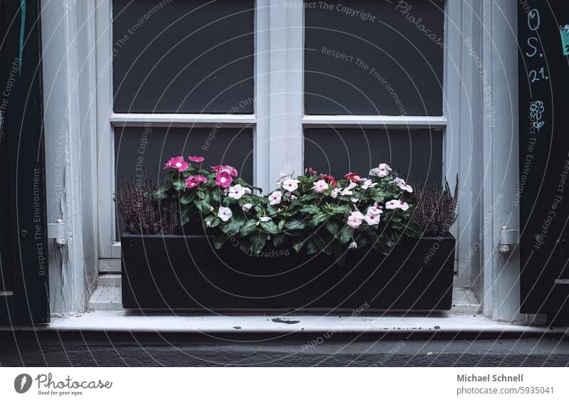 UT Nur Schweben ist schöner I Heimeliges Blumenfenster Fenster Fensterladen Haus Fassade Wand Architektur Außenaufnahme Farbfoto Altstadt Bauwerk Blumenkasten