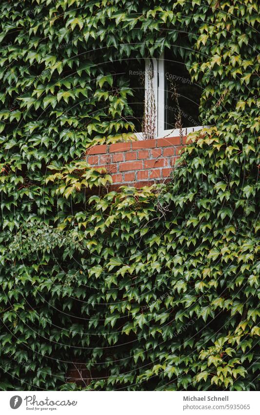 UT Nur Schweben ist schöner I  Zugewachsen Kletterpflanze Kletterpflanzen Fassadenbegrünung Efeu Efeublätter Pflanze Natur Wachstum Ranke Wand bewachsen Mauer