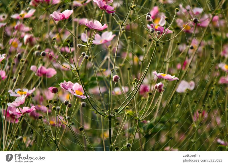 Herbstanemonen, die Lieblingsblumen von Xavier ast baum blühen blüte erholung ferien frühling garten hecke herbstanemone himmel kleingarten kleingartenkolonie