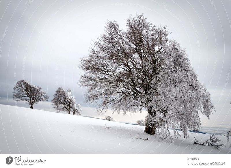 Starr Ausflug Winterurlaub Natur Landschaft Himmel Wolken Klima Eis Frost Schnee Baum Buche Hügel Zeichen kalt natürlich schön Stimmung Jahreszeiten Schwarzwald
