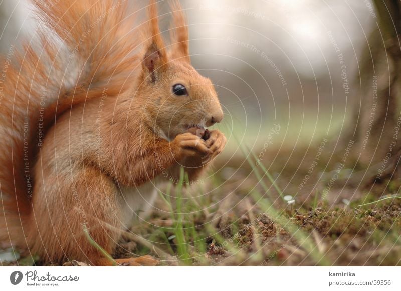 mampf Eichhörnchen Wald Park Wiese Gras Nuss Fressen Ernährung Tier Holzmehl Natur süß klein rot Geschwindigkeit Haare & Frisuren Halm deniren Wildtier squirrel