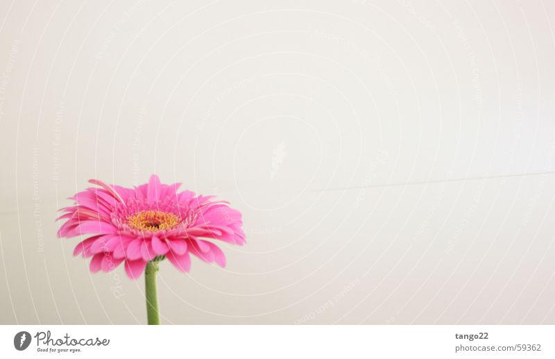magenta flower Blume Gerbera rosa Blüte Stengel Vor hellem Hintergrund weiße wand grüner stengel grüner stiel