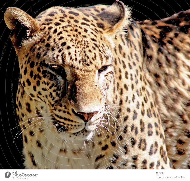 Traurig Leopard Muster Raubkatze Tier Fell Schnauze Schnurrhaar dunkel schwarz beige braun weiß Punkt Nase Ohr Sonne Schatten hell Auge