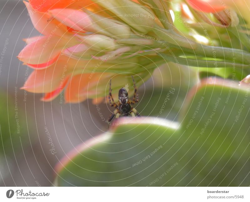Spider Man Spinne Blume Verkehr Nahaufnahme Sonne