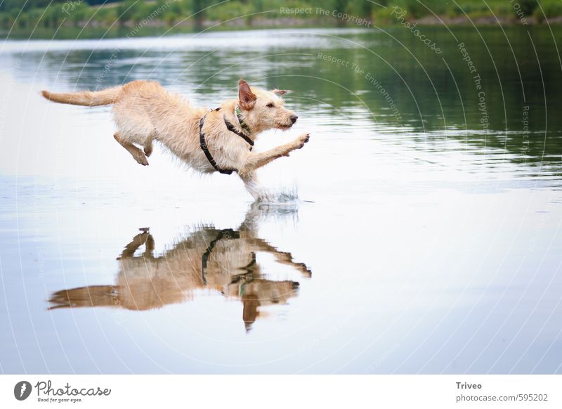 Wasserlauf Tier Haustier Hund 1 rennen springen sportlich wild blau braun grün Freude Tapferkeit selbstbewußt Coolness Erfolg Kraft Mut ästhetisch Bewegung