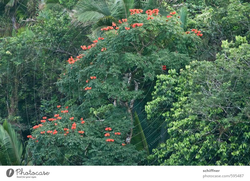 Erstes 2014 | Tulpenbaum Natur Pflanze Baum Sträucher Blatt Blüte Grünpflanze exotisch Wald Urwald grün rot Palme Blütenpflanze Tulpenblüte Unterholz Karibik