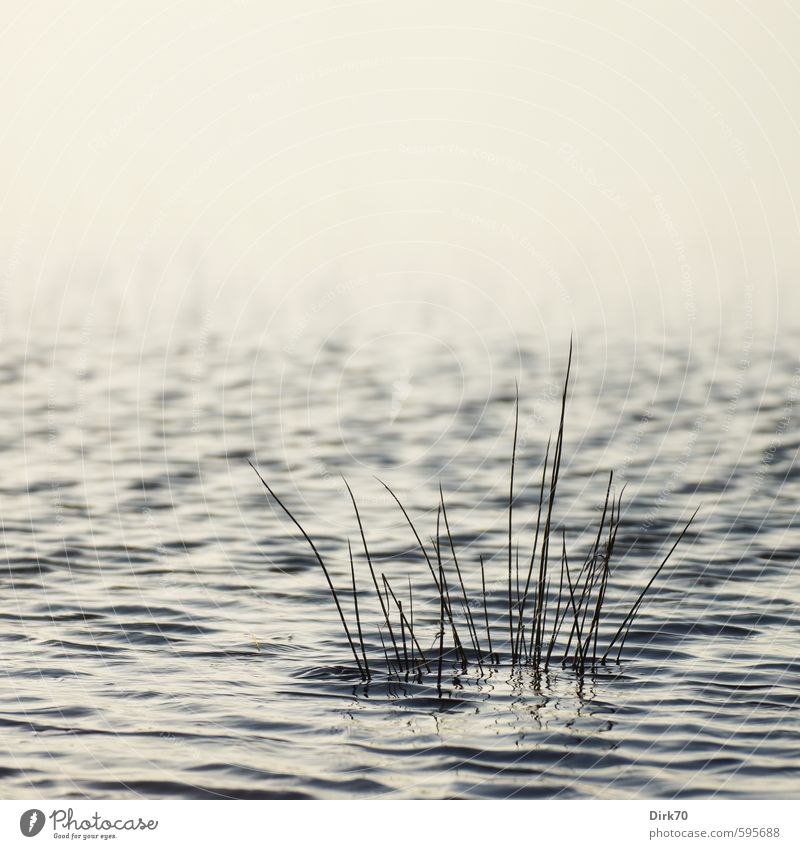 Erstes 2014 | Abgesoffen elegant Stil Schwimmen & Baden Wellen Wasser Winter Pflanze Gras Blatt Grünpflanze Halm Wiese Seeufer Moor Sumpf Teich Wachstum