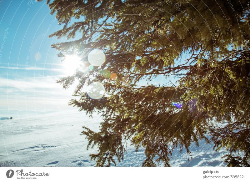 Wetter | Winterrückschau Umwelt Landschaft Himmel Wolkenloser Himmel Sonne Schönes Wetter Eis Frost Schnee Pflanze Baum Tanne Tannenzweig Nadelbaum Wald