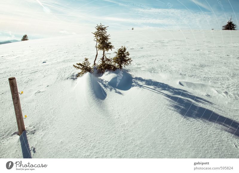 Auf dem Belchen Umwelt Natur Landschaft Erde Himmel Winter Schönes Wetter Eis Frost Schnee Baum Berge u. Gebirge Gipfel Schneebedeckte Gipfel frisch kalt weiß