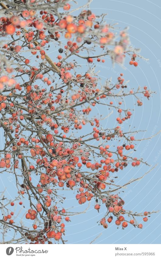 rot und blau Apfel Natur Wolkenloser Himmel Herbst Winter Schönes Wetter Eis Frost Schnee Baum Sträucher kalt Raureif Ast Zweige u. Äste Frucht gefroren