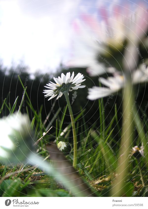 Daisy Gänseblümchen Gras Wiese Frühling Sommer mehrfarbig Blüte Blume daisy Garten