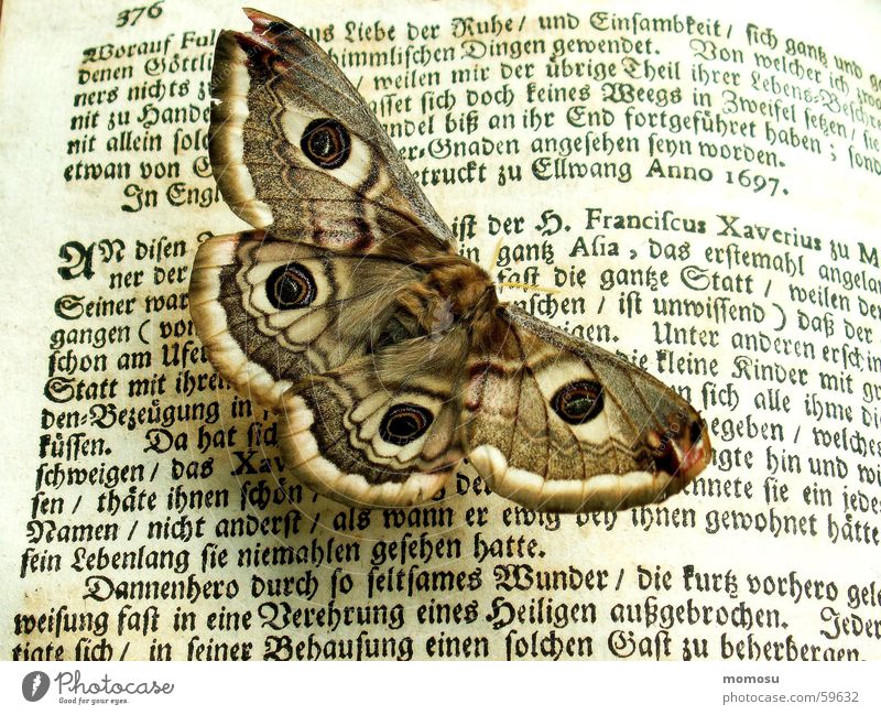 belesen Großes Nachtpfauenauge Schmetterling Buch Buchstaben antik Schriftzeichen alt