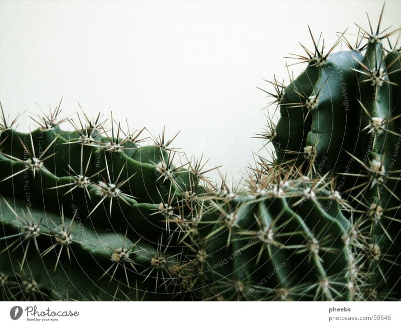 kaktus(se) Kaktus Pflanze Wachstum grün schwarz kaktusse Stachel