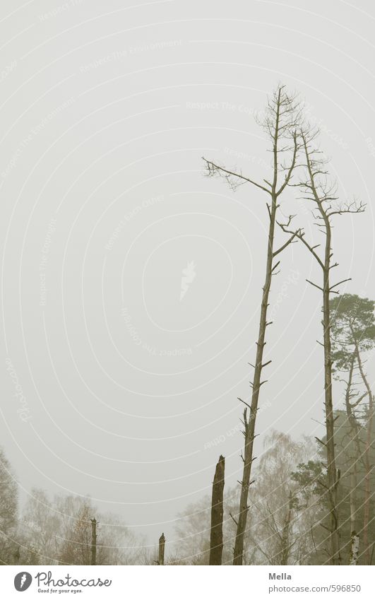 Erstes 2014 | Trübe Aussichten Umwelt Natur Landschaft Pflanze Himmel Herbst Winter Nebel Baum Moor Sumpf natürlich trist grau ruhig Vergänglichkeit kahl trüb