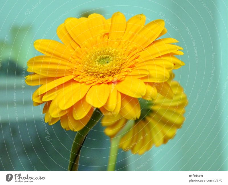 Gerbera Blume gelb Blüte