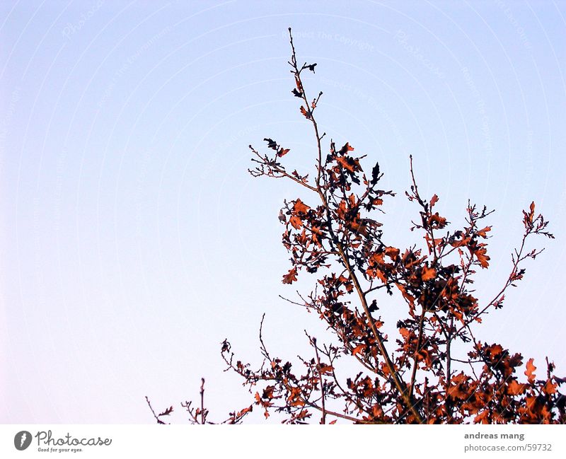 Rote Blätter Blatt Sträucher verzweigt Himmel rot Ast Zweig leaf leafs branch branches sky blue blau red