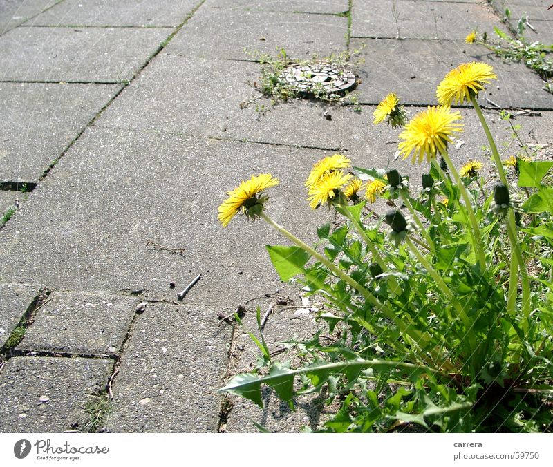 Beißt nicht... Löwenzahn Blüte Blume gelb grün grau Frühling Pflanze Asphalt Bürgersteig schön Blühend Straßenbelag Wiese Schönes Wetter Freude Stein flower