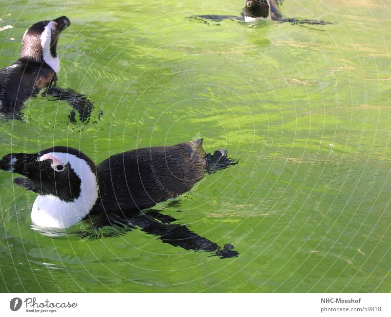 Nur Fliegen ist schöner Pinguin Vogel Sommer Wasser