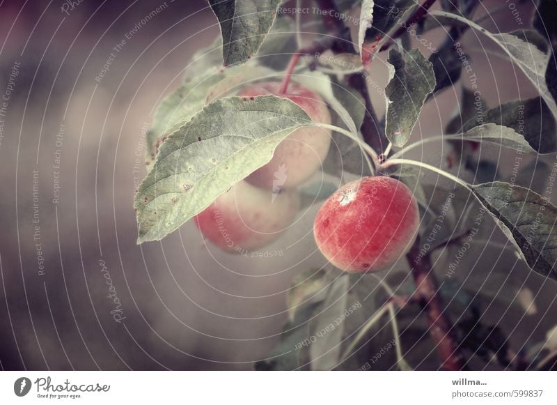 Äpfel am Zweig Frucht Bioprodukte Vegetarische Ernährung Natur Pflanze Apfel Apfelbaum Apfel der Erkenntnis braun rot Gedeckte Farben Außenaufnahme