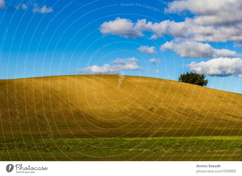 Schlichter Hügel mit Baum und blauem Himmel Sommer Natur Landschaft Erde Wolken Schönes Wetter Feld atmen entdecken einfach braun Stimmung authentisch Fernweh