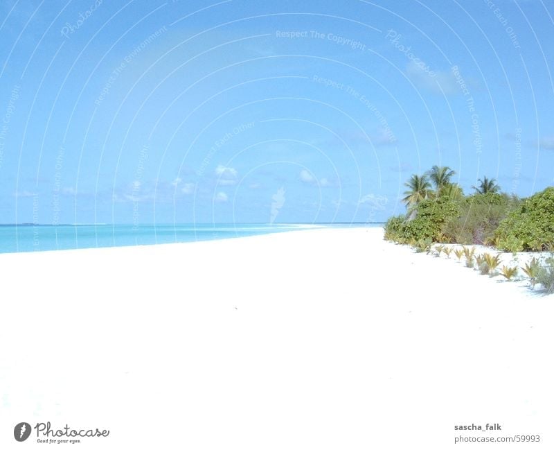 Malediven Meer Strand Ferien & Urlaub & Reisen Erholung Palme weißer strand