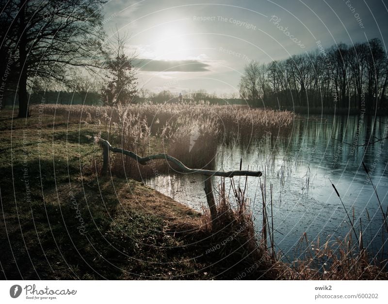 Lichtschranke Umwelt Natur Landschaft Pflanze Himmel Wolken Horizont Klima Wetter Schönes Wetter Baum Gras Sträucher Zweige u. Äste Seeufer leuchten glänzend